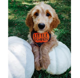 Halloween Bandana - Little Pumpkin