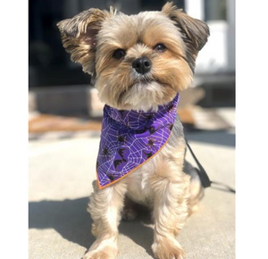 Halloween Bandana - Purple Spiders