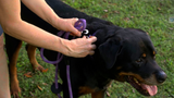 Reflective Combination Harness/Leash - Lavender