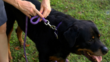 Reflective Combination Harness/Leash - Neon Pink