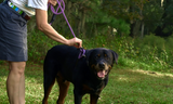 Reflective Combination Harness/Leash - Lavender