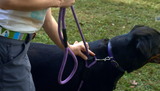 Reflective Combination Harness/Leash - Lavender