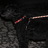 Reflective Combination Harness/Leash - Imperial Red