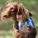 Cool Mesh Dog Harness Under the Sea Collection - Ocean Blue and Palms