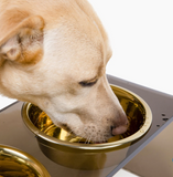 Bronze Double Bowl Pet Feeder | Options