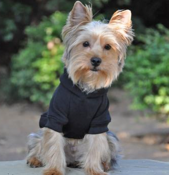 Flex-Fit Dog Hoodie - Black