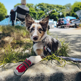 QUMY Dog Shoes for HOT PAVEMENT - Red