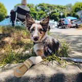 QUMY Dog Shoes for HOT PAVEMENT - Khaki