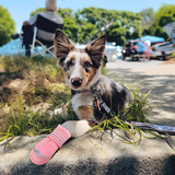 QUMY Dog Shoes for HOT PAVEMENT - Pink