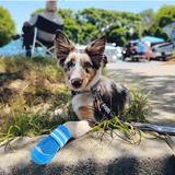 QUMY Dog Shoes for HOT PAVEMENT - Blue