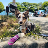 QUMY Dog Shoes for HOT PAVEMENT - Purple