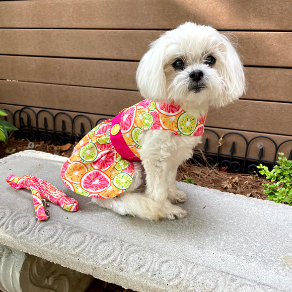 Best Citrus Slice Dog Dress with Matching