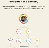 Dog DNA Breed + Health Test