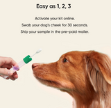 Embark dog DNA test kits