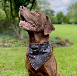 Halloween Bandana - Spiders