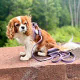 Hands-free Adjustable Dog Leash - Purple