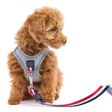 Luxe No-Pull Step-In Dog Harness - Champion