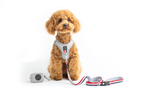 Hands-free Adjustable Dog Leash - Champion Gray