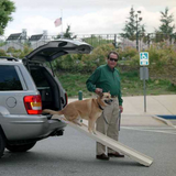 PetStep Folding Step Dog Ramp ~ Beige - Le Pet Luxe