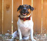 Wood Grain Collar & Bow