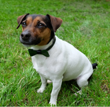 Forrest Green Mini Collar & Bow