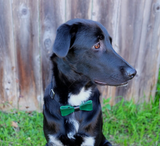 Forrest Green Snap-on Bow Tie