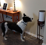 TitBit Interactive Dog Camera and Treat Dispenser WiFi