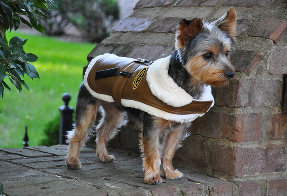 Designer Brown and Black Trim Vintage Bomber Coat & Leash