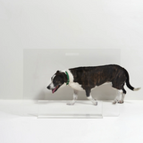 Clear Freestanding Pet Gate Panel | Options