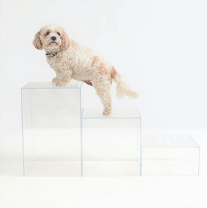 Clear Dog Step Ladder Blocks