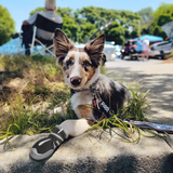 QUMY Dog Shoes for HOT PAVEMENT - Black