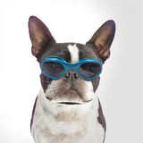 QUMY Dog Goggles