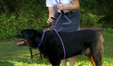 Reflective Combination Harness/Leash - Black