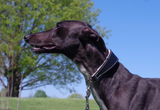 Shearling-Lined Martingale Collar